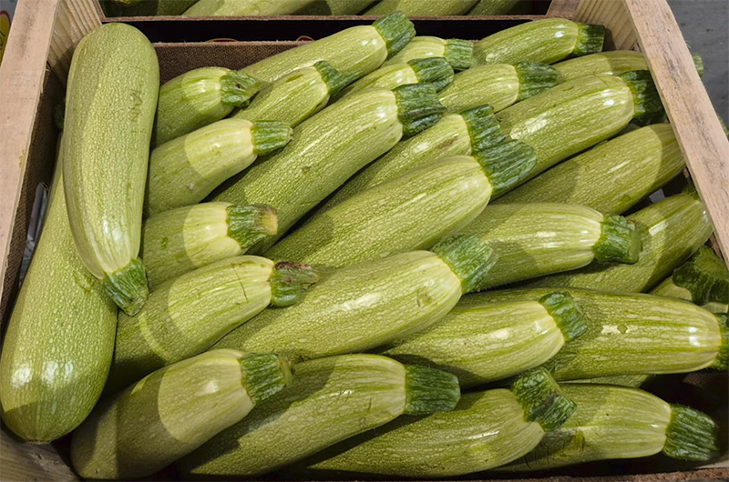 Zucchina chiara - Sicilia - 0,80/1,20 euro al chilogrammo